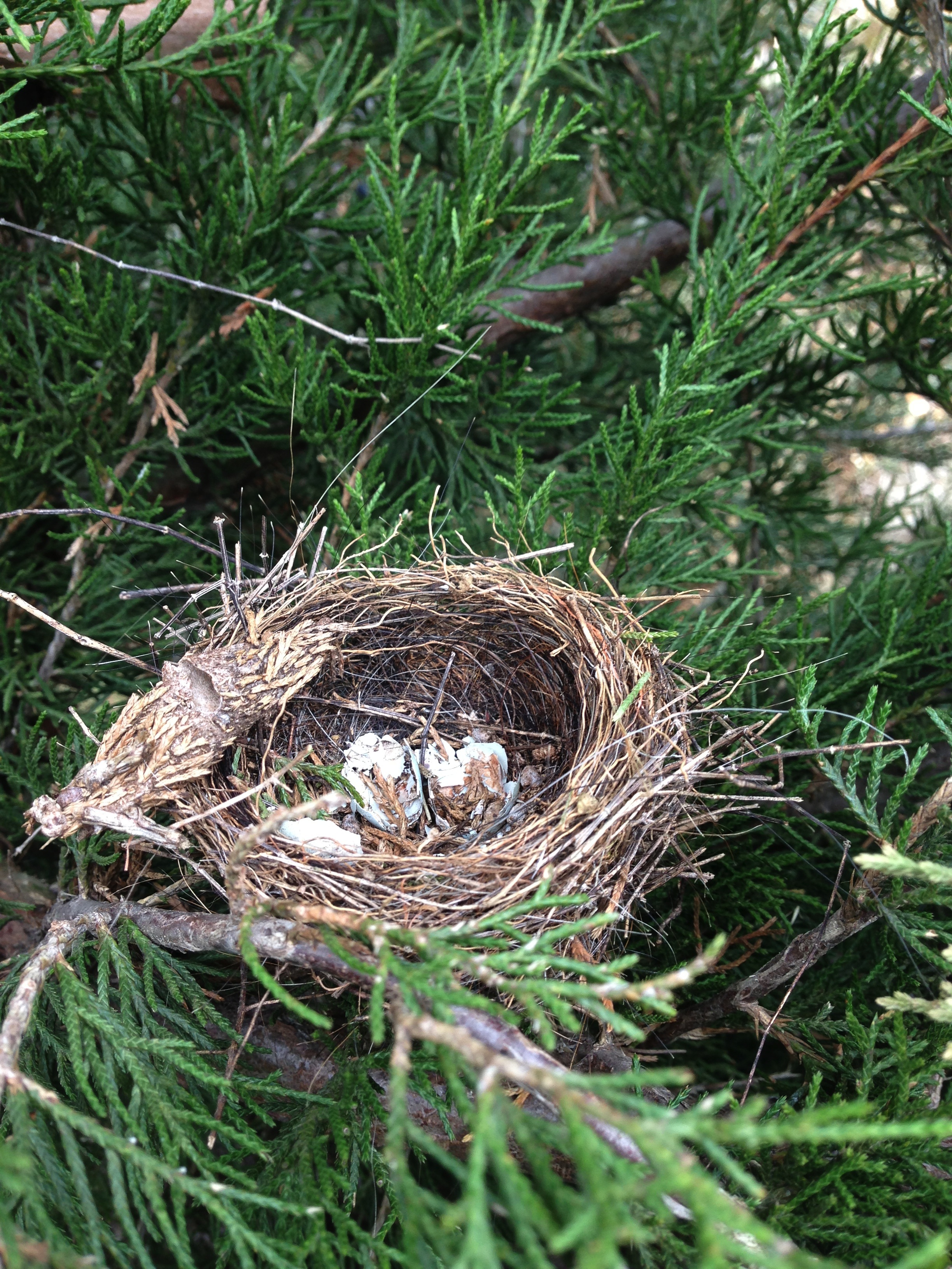 Found nest