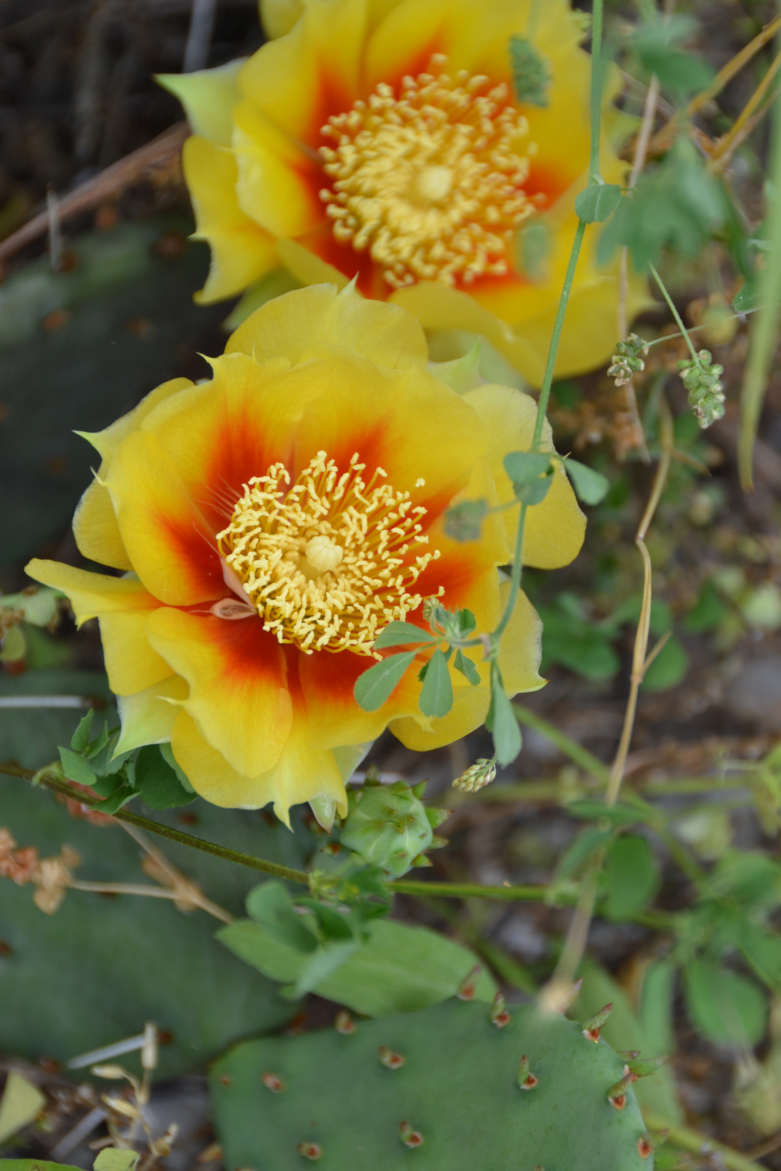 cactus rose