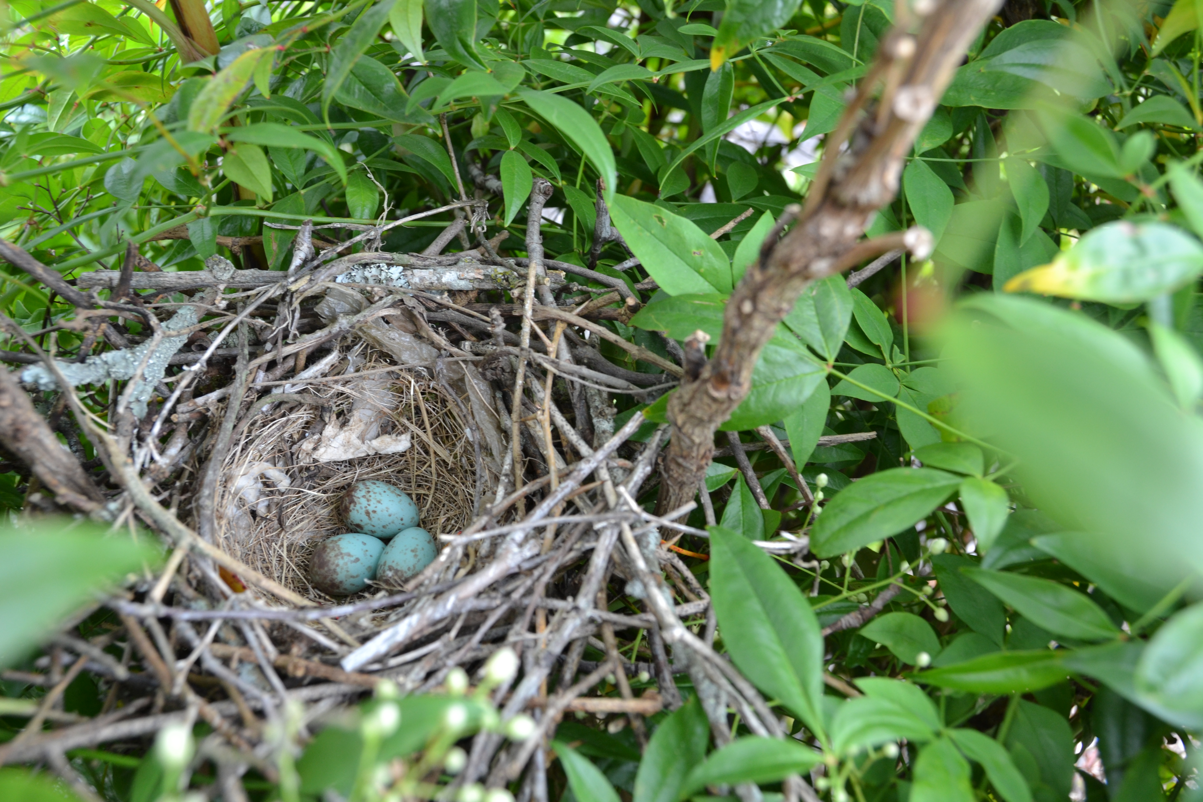 robin's nest 