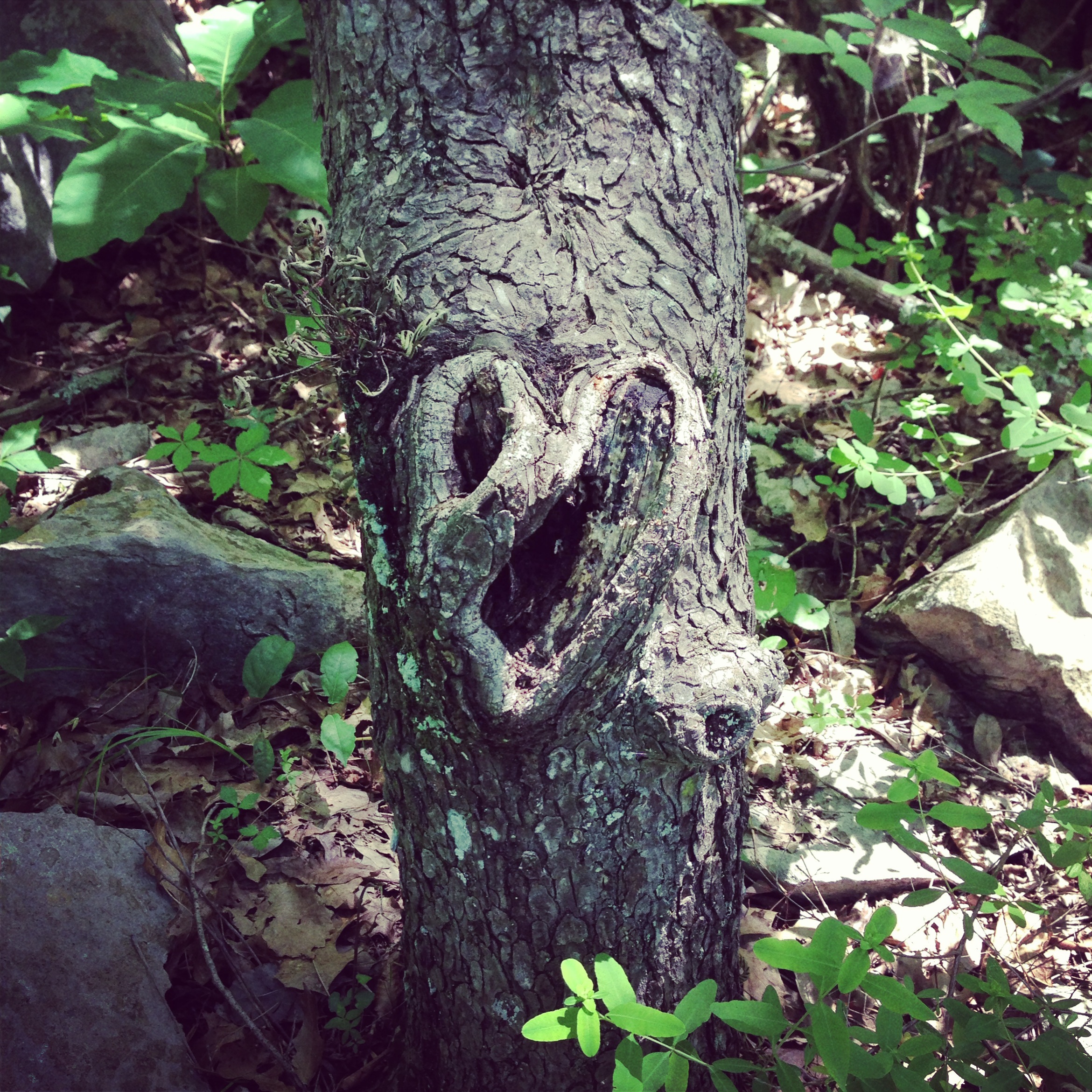 heart on a tree