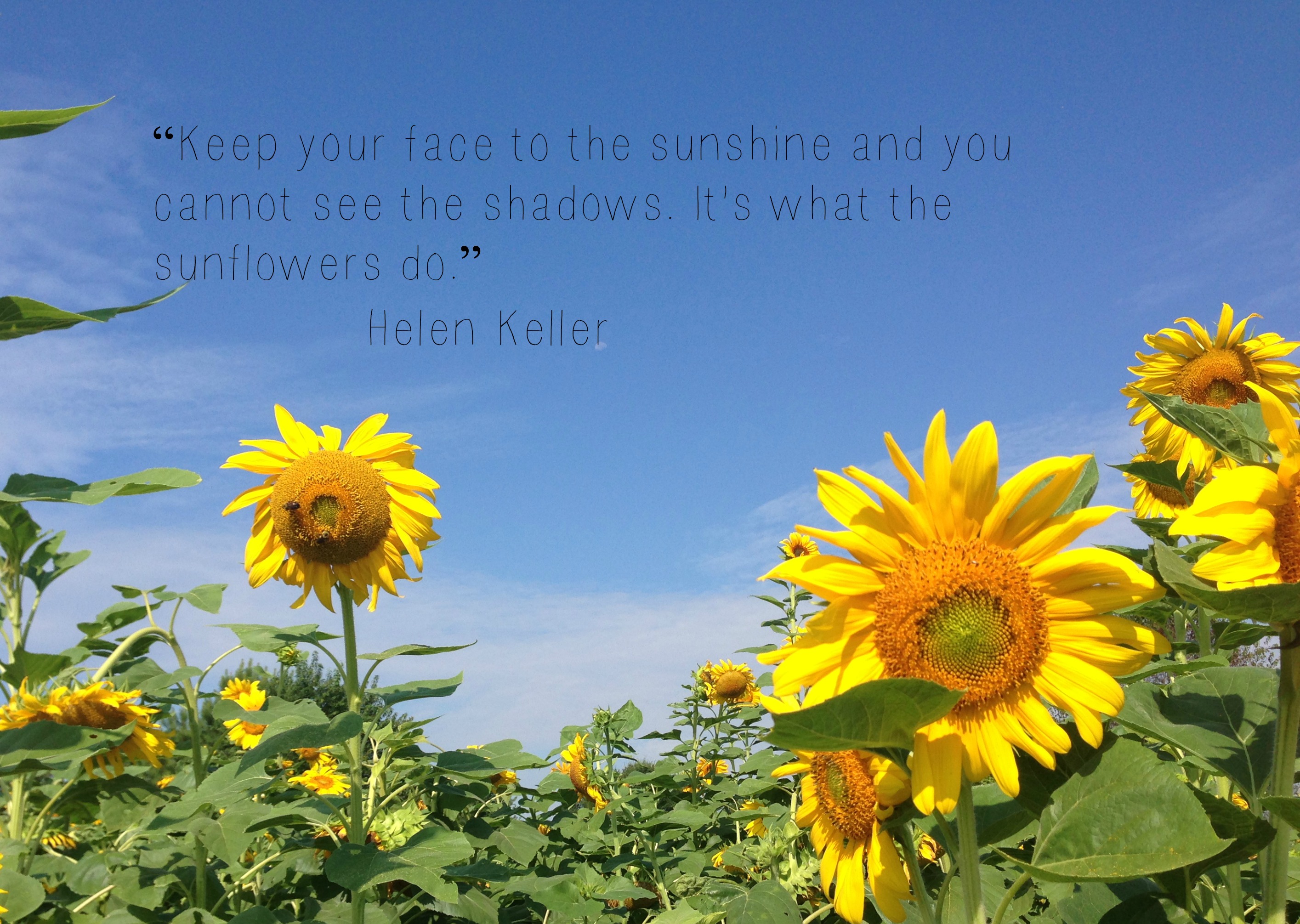Eleletsitz Sunflowers Tumblr Quotes Images