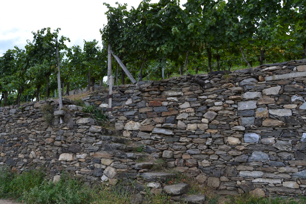 steps to a vineyard