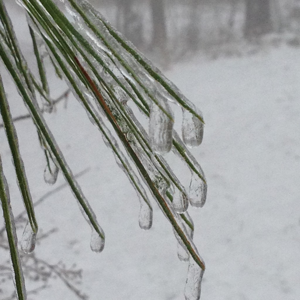 ice on pine