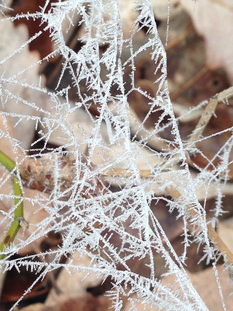 spider webs