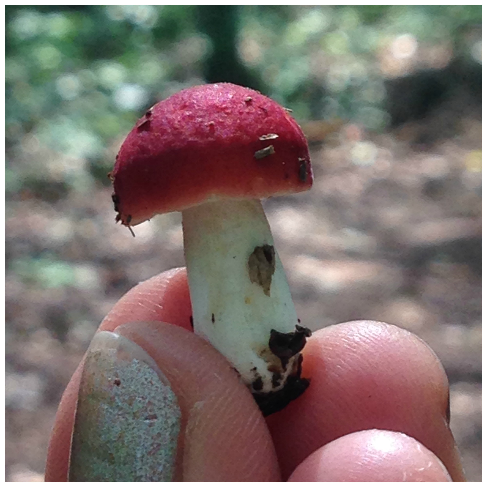 mushroom3