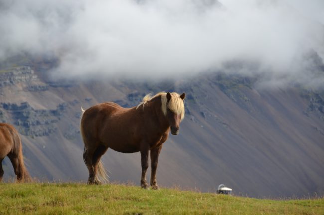 islantic horse